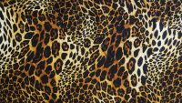 Cheetah Print Wallpaper 29