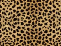 Cheetah Print Wallpaper 27