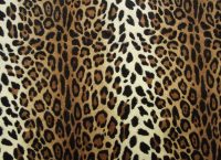 Cheetah Print Wallpaper 21