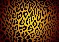 Cheetah Print Wallpaper 14