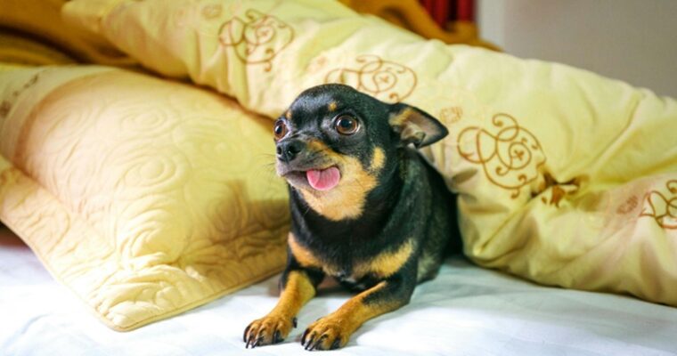 Comfortable Stays for Your Furry Friend: 7 Benefits of Choosing Pet-Friendly 4-Star Hotels