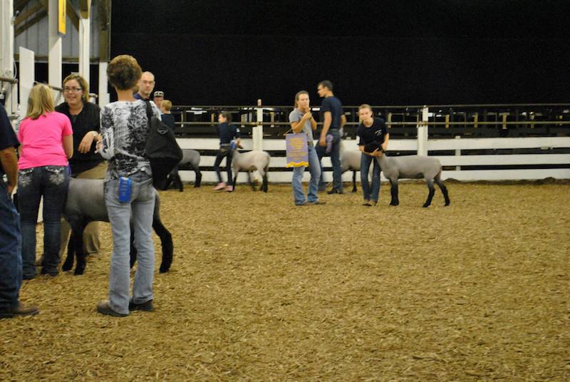 Animal judging contest at the Centre County Grange Fair.