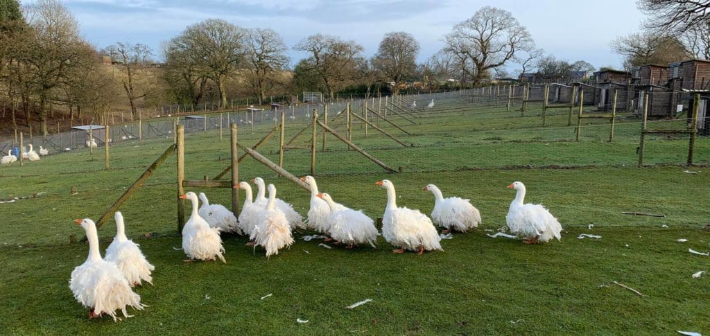 Frizzle Sebastopol geese