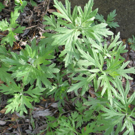 Artemisia douglasiana