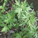 Artemisia douglasiana