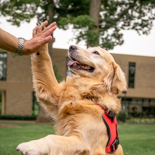 Hope the comfort K-9 giving someone a high-five