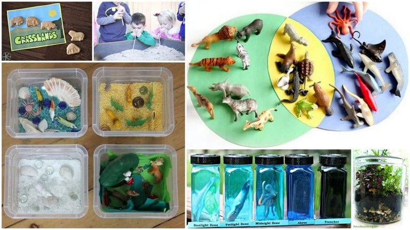 Animal Habitats Activities