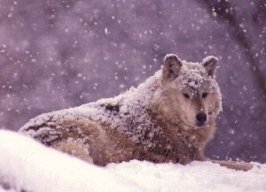 Gray Wolf, Canis lupus Behavior and Ecology of Wolves