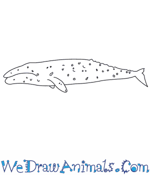 How to Draw a Gray Whale in 6 Easy Steps