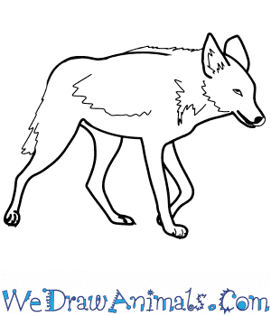 How to Draw a Realistic Coyote in 8 Easy Steps