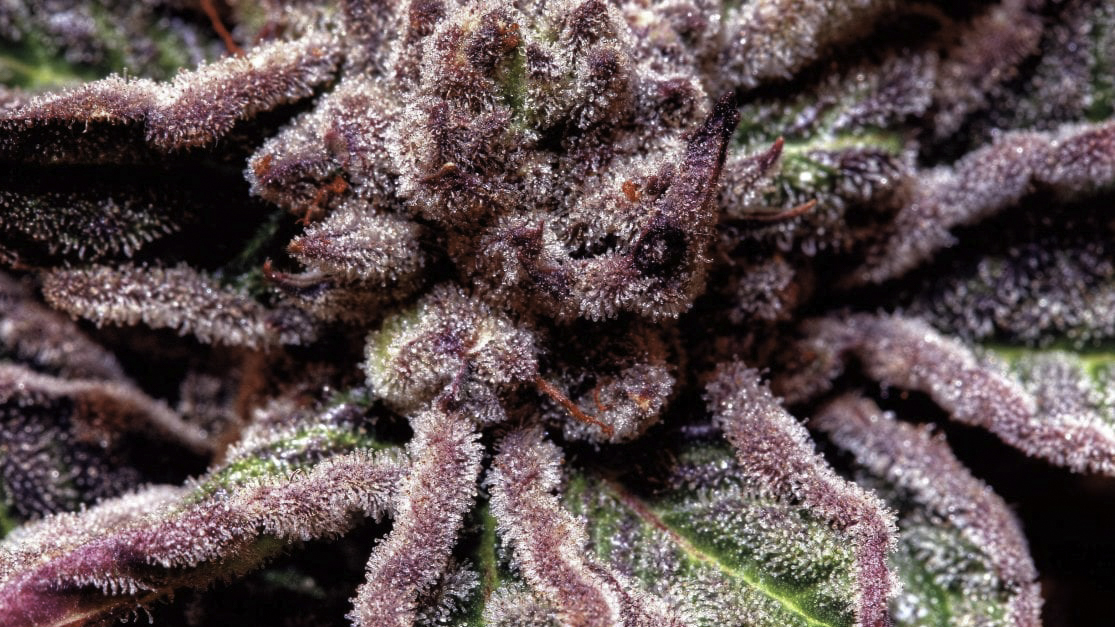 Close up image of Purple kush cannabis plant