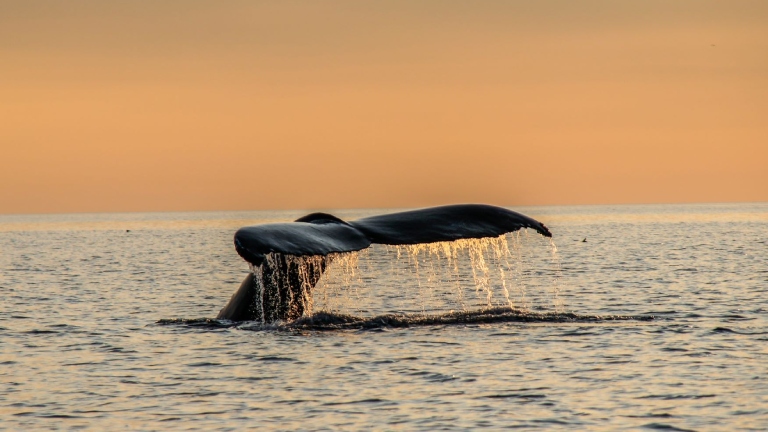 Whale's tail emerged from water