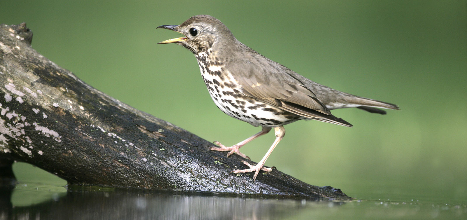 thrush bird symbolism