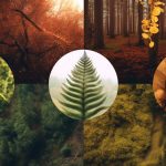 How Nature Symbols Can Enhance Your Life