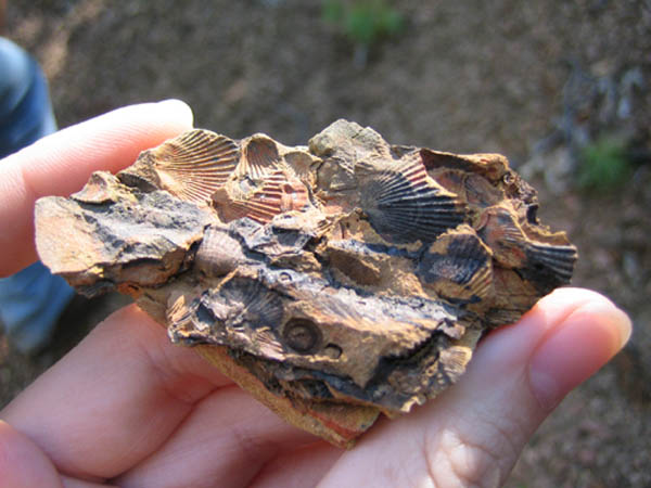 Sideling Hill - A Cross Cut View of the Fossil Rich Shale in Maryland and  Pennsylvania - Where to Find Rocks