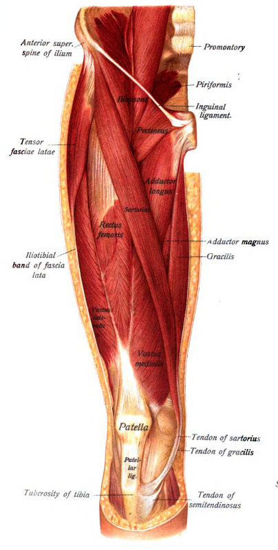 How to Have Healthier Hips and a Pain Free IT Band