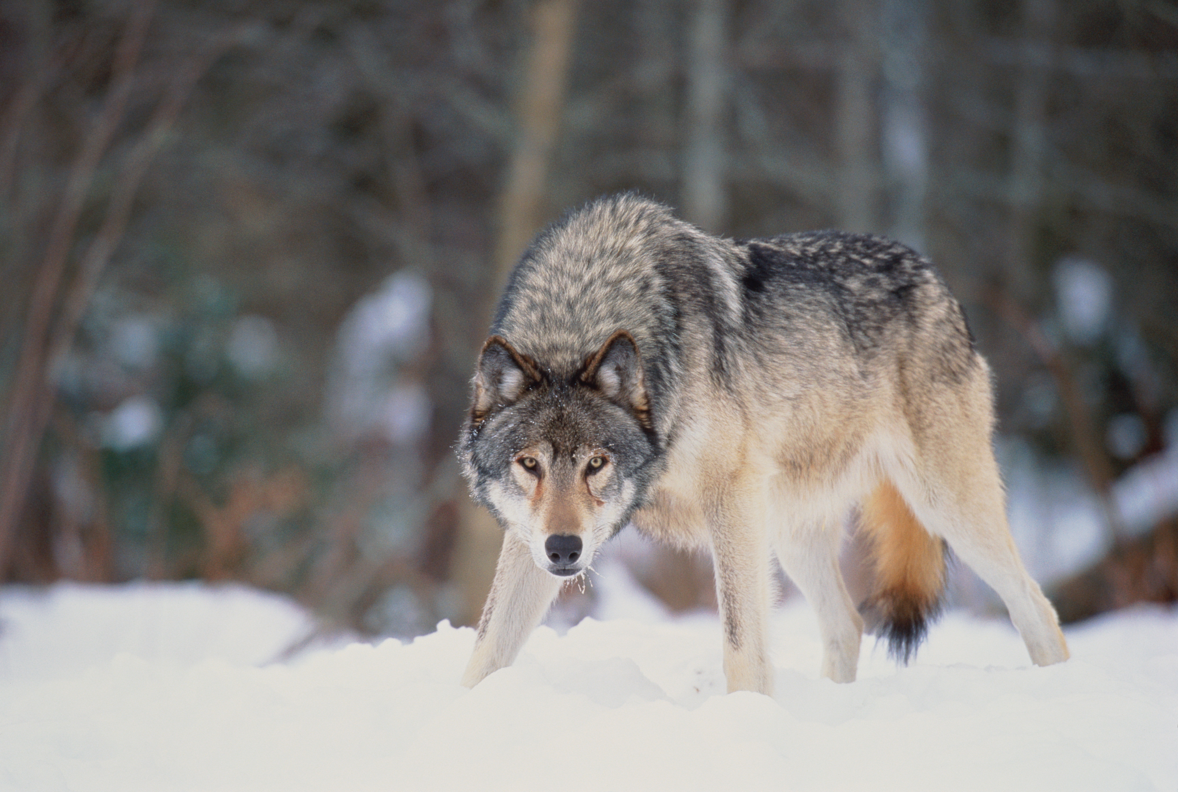 Other common name: timber wolf. Grey wolves are pack animals, with parents and cubs forming the basic pack. During the winter months larger packs are formed. Wolves are found in Northern Europe, Asia, and North America.