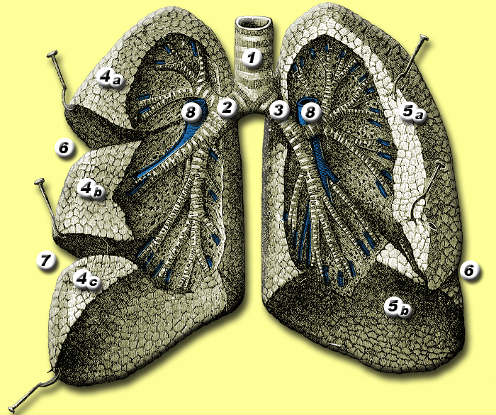 Lingula Lung