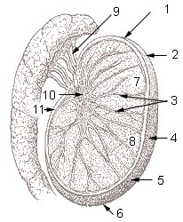 Testis cross section