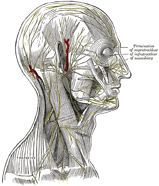 Accessory nerve - wikidoc