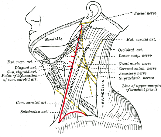 Accessory nerve - wikidoc