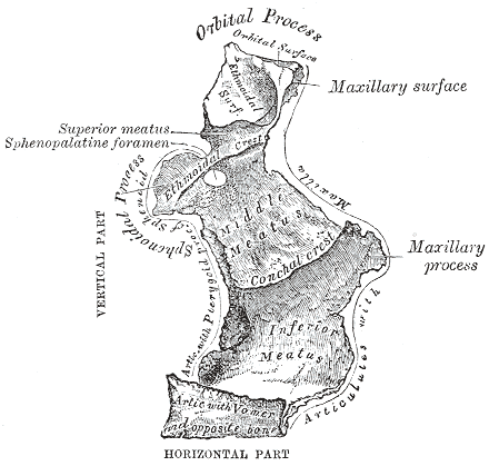 Left palatine bone. Nasal aspect. Enlarged.