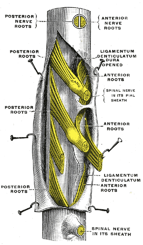 Denticulate ligaments - wikidoc