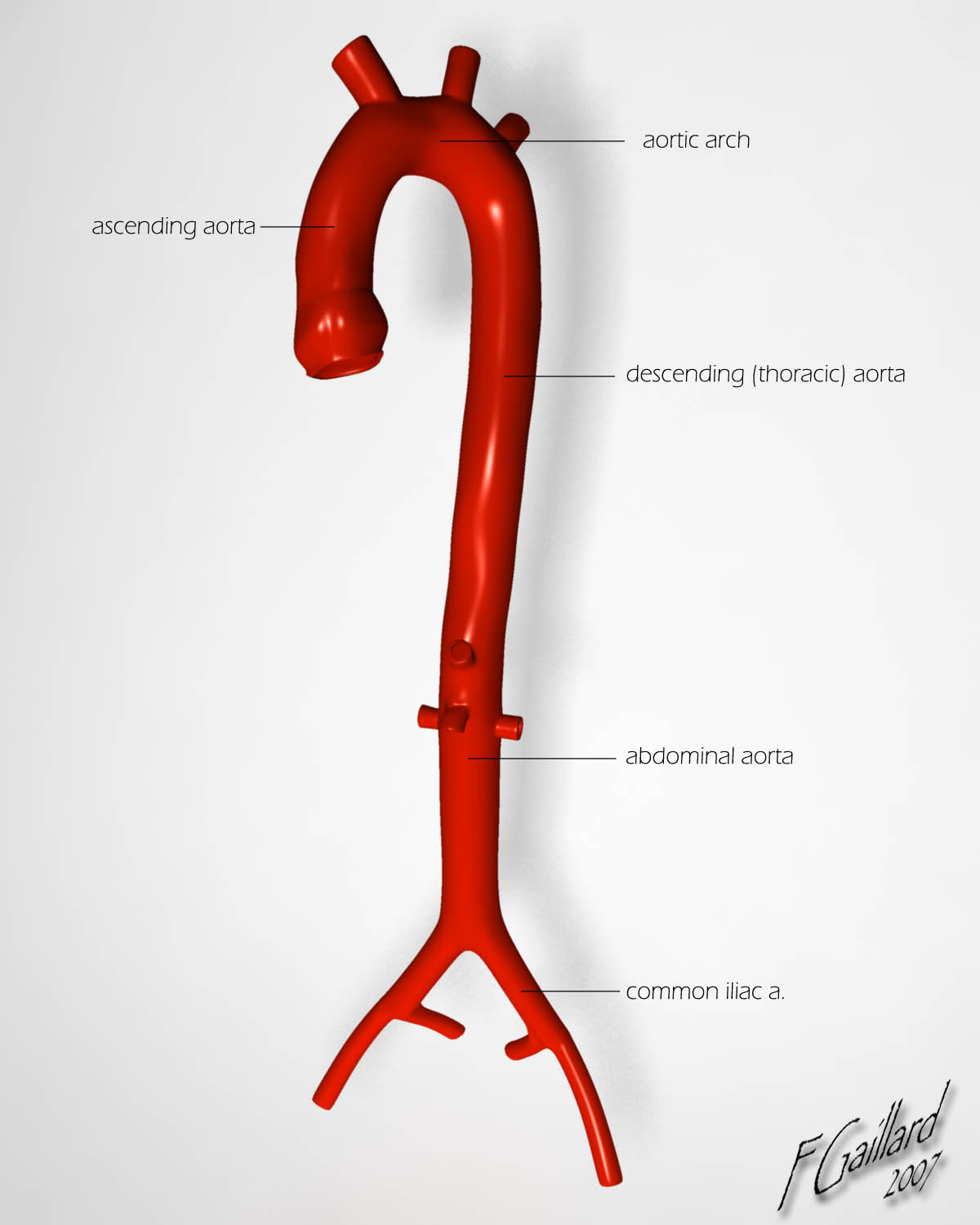 Descending Aorta Thoracic Aorta Anatomy Function Diagram Body Maps | My ...