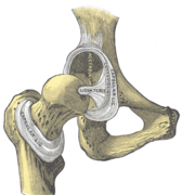 Connection of bones - WikiLectures