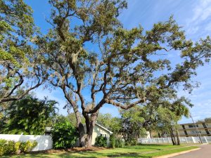 Florida Natives That Stand Strong: Trees Thriving Post-Hurricane