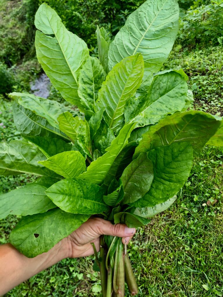 young pokeweed leaves for poke salad poke salat