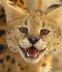 More servals from Belgium to our sanctuary