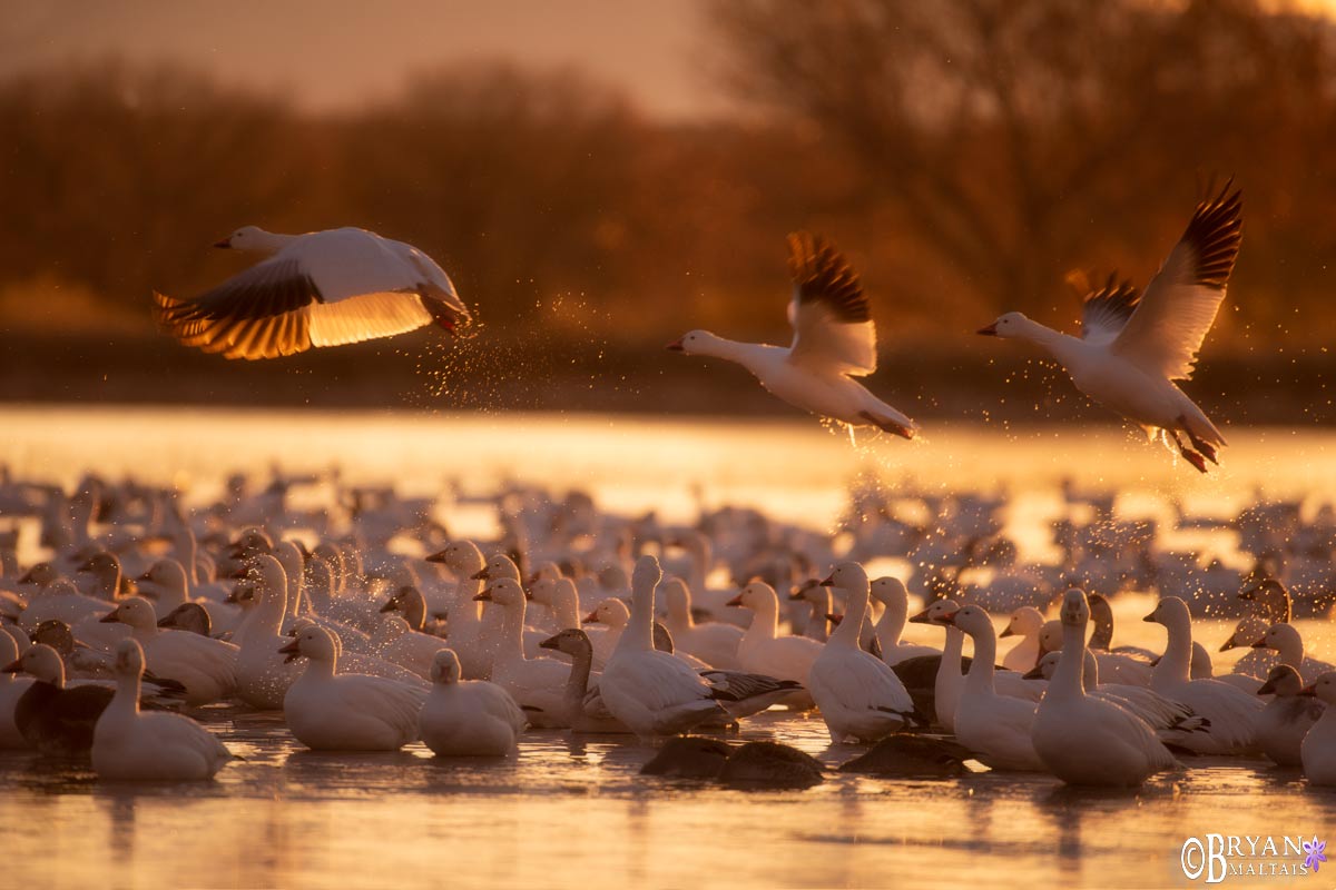 bosque del apache bird nature photography workshop