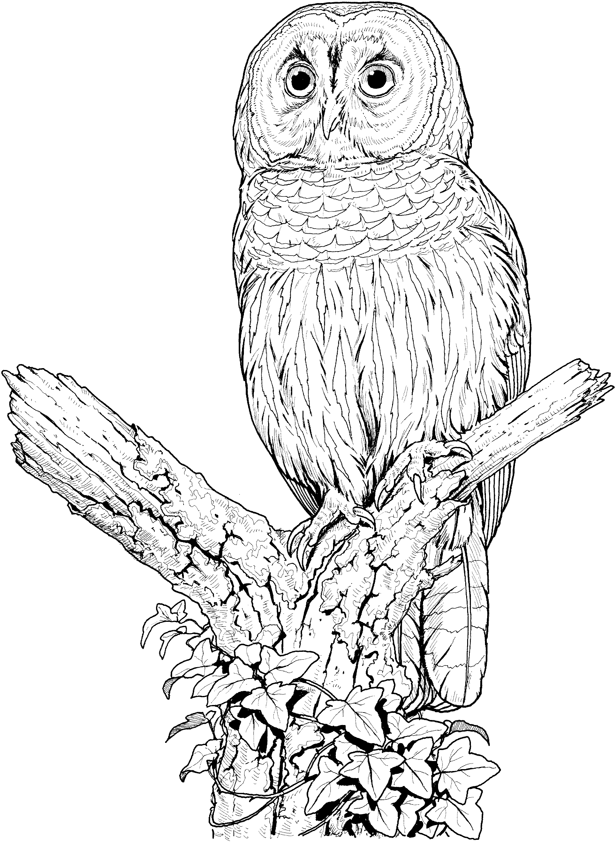 Owls Printable Coloring Pages