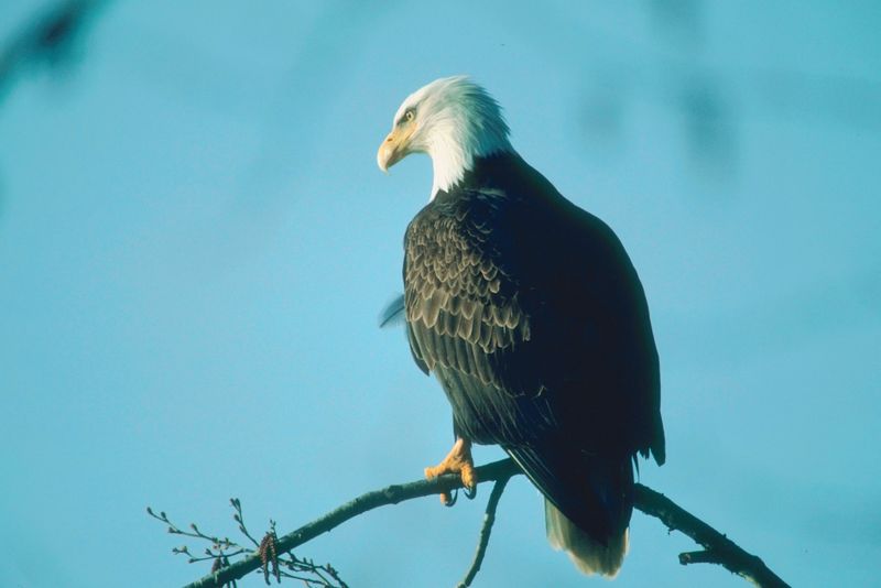 Eagle Photo Gallery