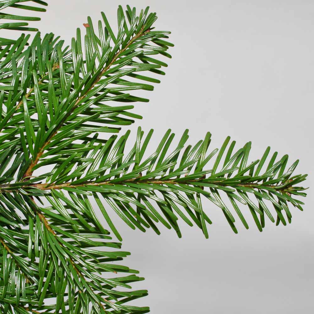 Nordman Fir Real Cut Christmas Tree 8-9ft Image 3