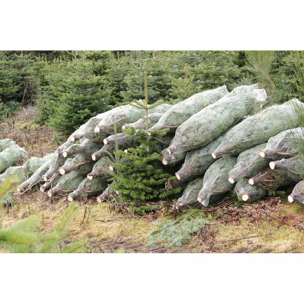 Nordman Fir Real Cut Christmas Tree 8-9ft Image 6