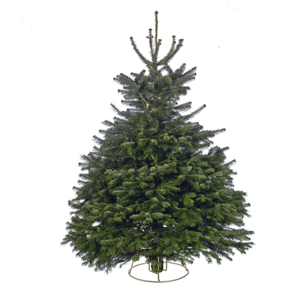 Nordman Fir Real Cut Christmas Tree 8-9ft Image 1