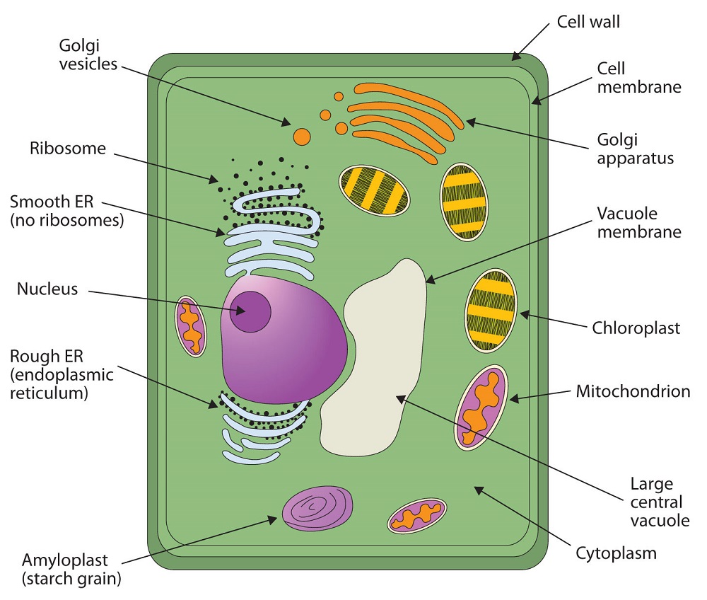 Plant Cell Structure Simple / 1 - The set of microtubules simple tissue ...