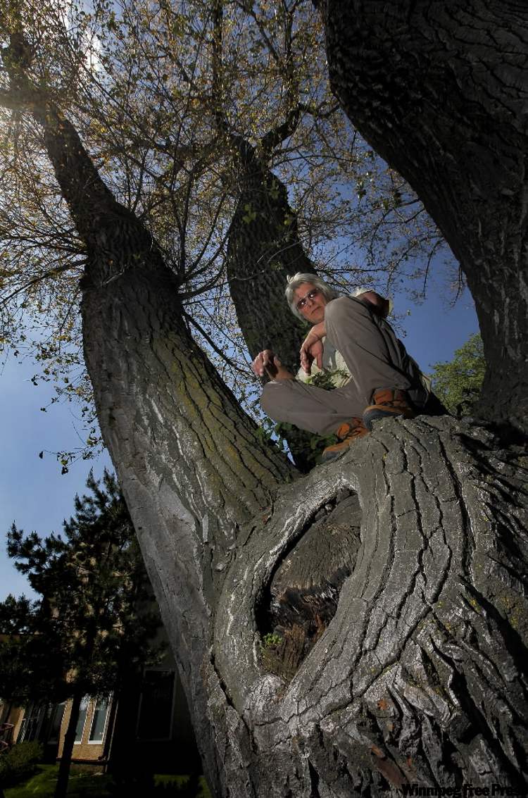 PHIL.HOSSACK@FREEPRESS.MB.CA
Harold Janzen is up a 119-year-old cottonwood in Morden.