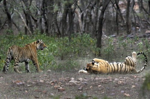 FILE - Tigers are visible at the Ranthambore National Park in Sawai Madhopur, India on April 12, 2015. (AP Photo/Satyajeet Singh Rathore, File)