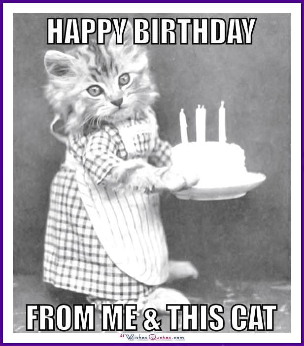 Happy Birthday Memes With Funny Cats Dogs And Animals