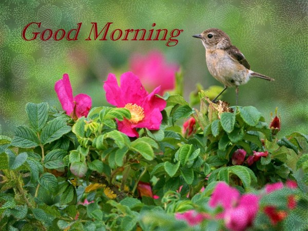 Good Morning With Bird !!-WG138