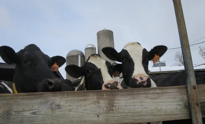 Some of Rob Fulper's dairy cows peek out over a fence. 