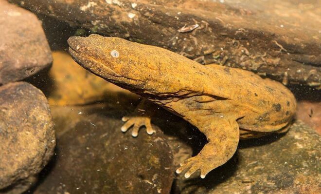 Eastern hellbenders are indicators of good water quality. 