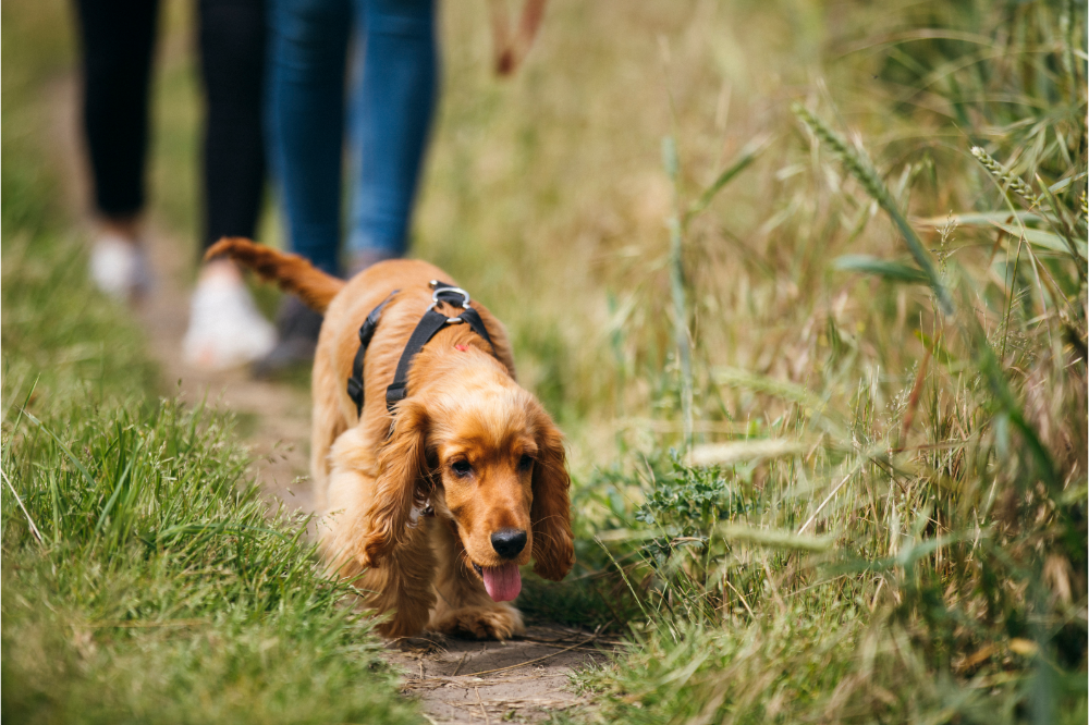 a dog being walked on a path representing the dog-friendly lakeside lodges at wold view