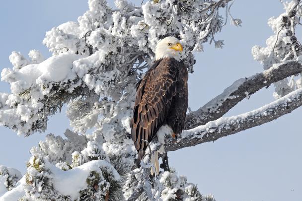 Yellowstone-in-Winter