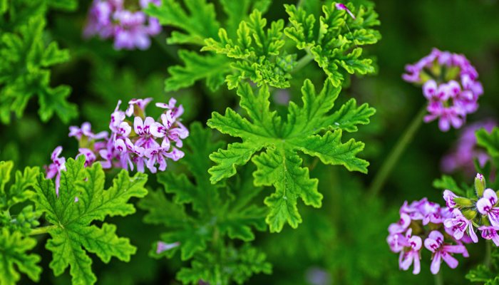 Rose scented geranium.