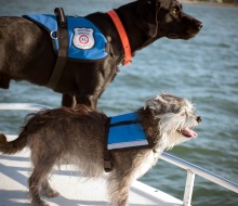 service dog vest