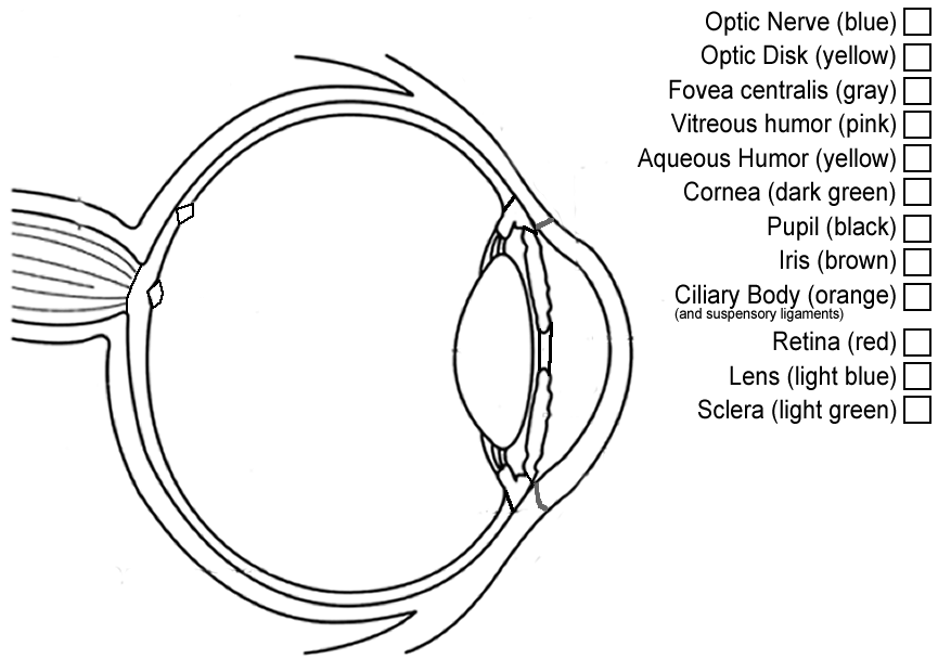 14 Human Anatomy Labeling Worksheets / worksheeto.com